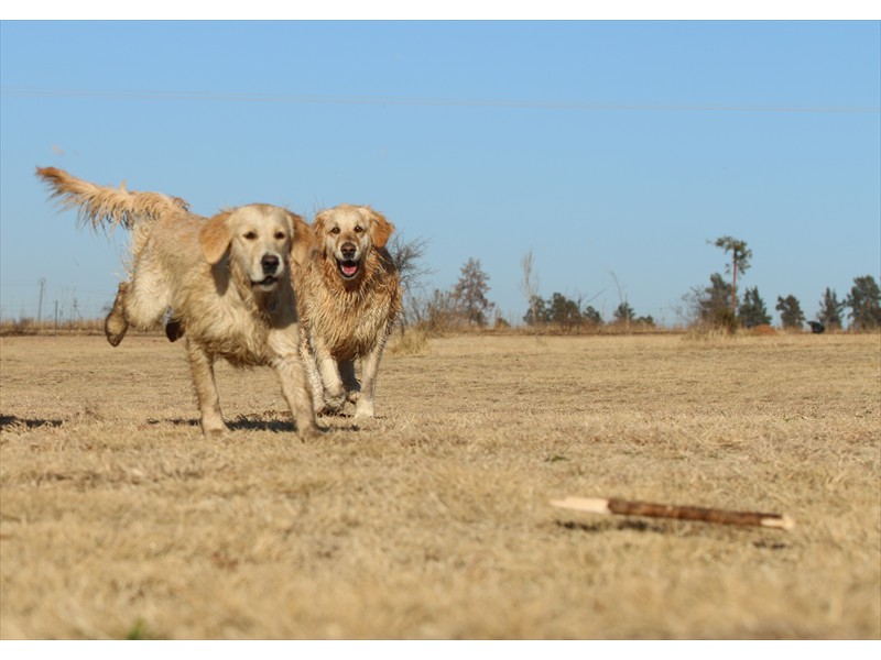 Lurasia Golden Retrievers