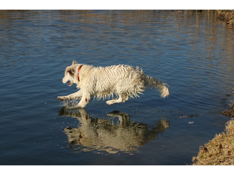 Lurasia Golden Retrievers