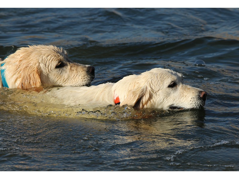 Lurasia Golden Retrievers