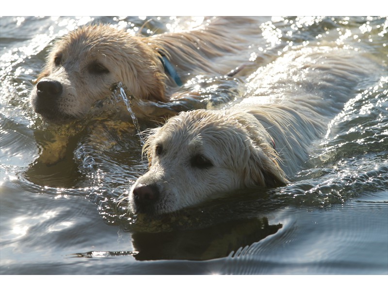 Lurasia Golden Retrievers