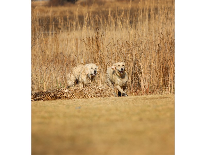 Lurasia Golden Retrievers