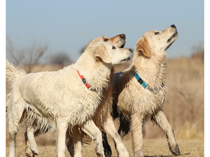 Lurasia Golden Retrievers