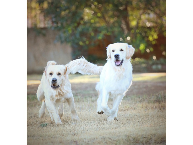 Lurasia Golden Retrievers