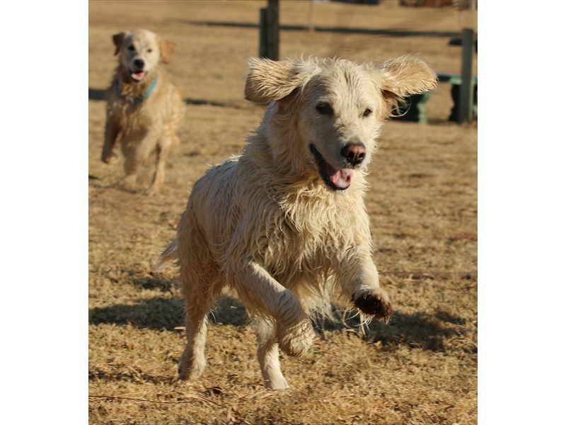 Lurasia Golden Retrievers