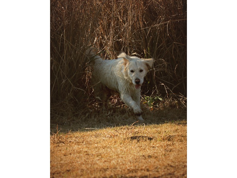 Lurasia Golden Retrievers