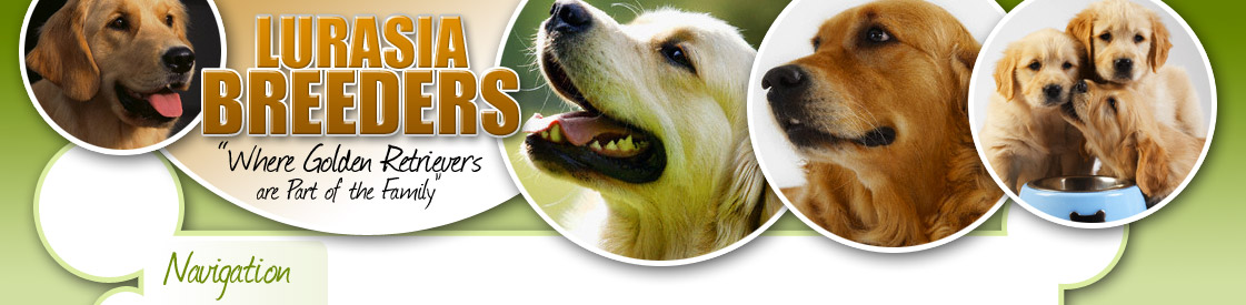 Lurasia Breeders - Golden Retrievers